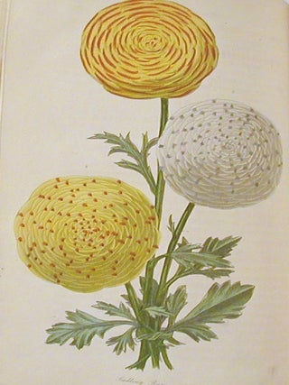 The Floricultural Cabinet