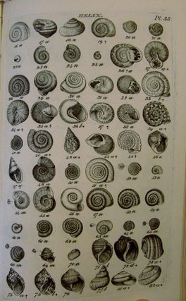 Index Testaceologicus; Or A Catalogue of Shells, British and Foreign, Arranged According to The Linnean System;; With the Latin and English Names, References to Authors, and Places Where Found.