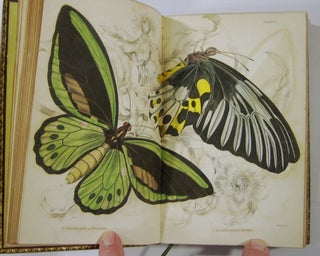 The Natural History of Foreign Butterflies