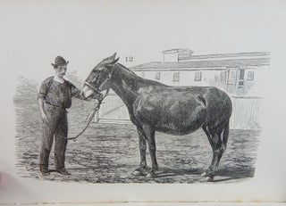 The Mule. A Treatise on the Breeding, Training and Uses to which he may be Put.